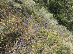 Delphinium parryi maritimum