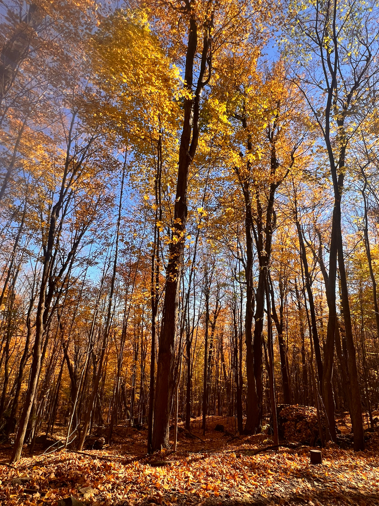 Sugar maple, about 24 miles from Montréal & nearby Québec alternatives
