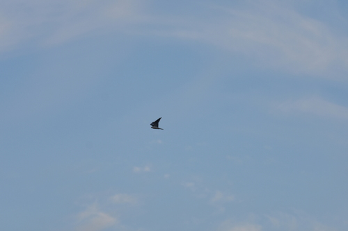 North American White-tailed Kite