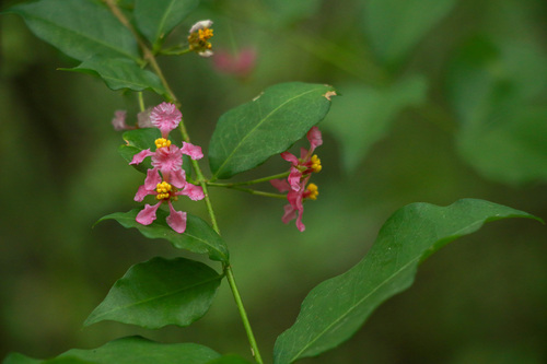 Malpighia glabra observed 2026-10-25
