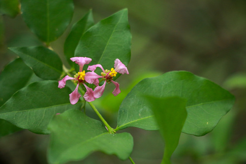 Malpighia glabra observed 2026-10-25
