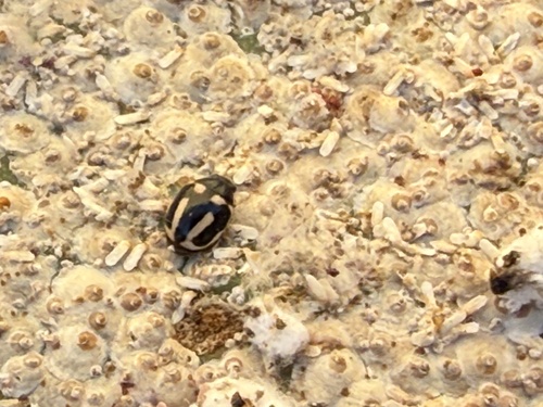 Sigil Lady Beetles