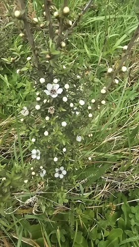 Leptospermum scoparium observed 2026-10-26