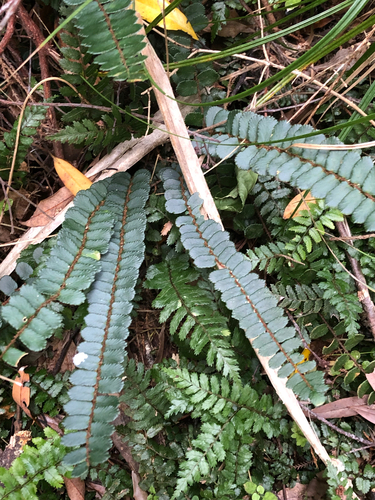 Pellaea rotundifolia observed 2026-10-26