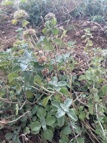 White Horehound