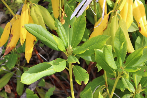 Rhododendron macrophyllum, 2026-10-25