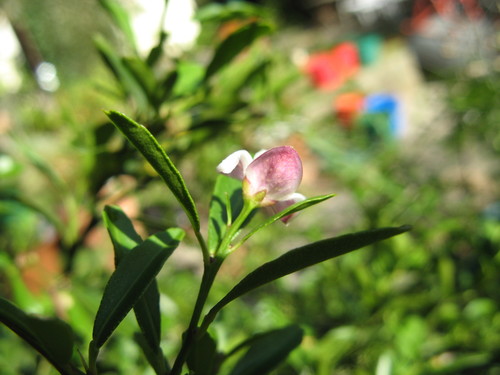 Finger Lime
