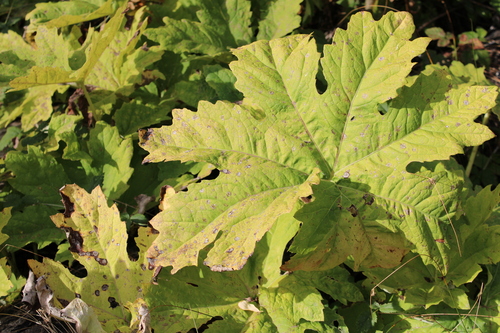 Petasites frigidus observed 2026-10-25