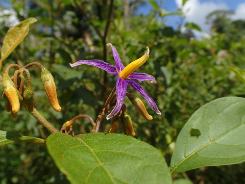 Solanum subinerme Jacq.