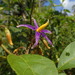 Solanum subinerme - Photo (c) Matthieu Gauvain,  זכויות יוצרים חלקיות (CC BY-NC), הועלה על ידי Matthieu Gauvain