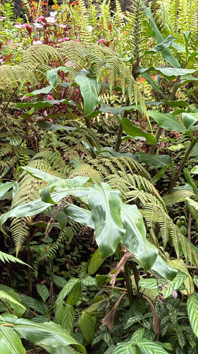 Hedychium observed 2026-10-25