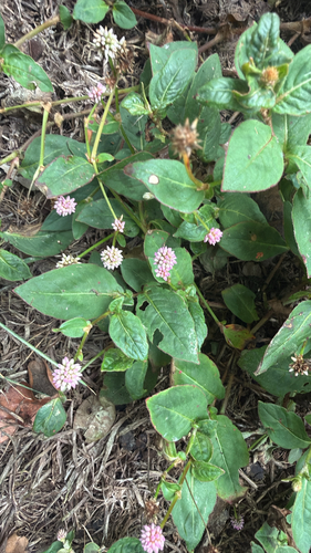 Persicaria capitata observed 2026-10-25