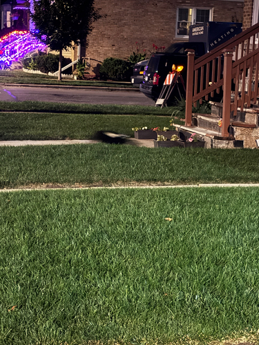 Striped Skunk