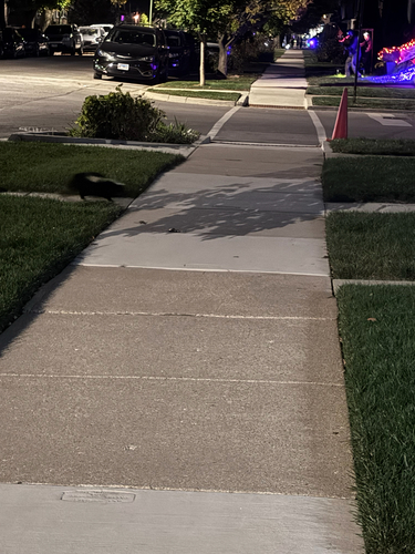 Striped Skunk