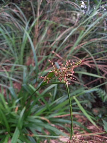 紅鞘薹