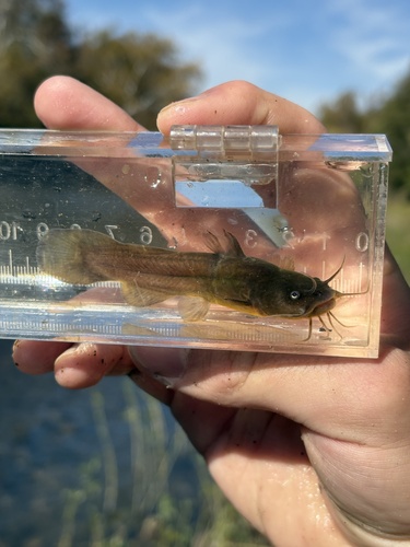 Tadpole Madtom