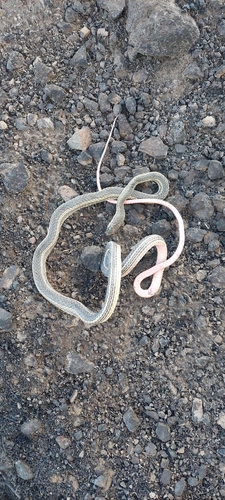 Striped Whipsnake
