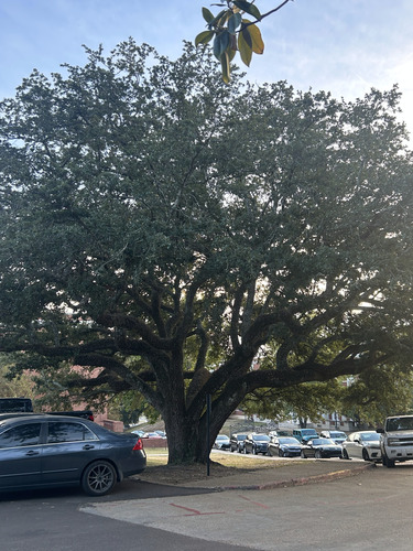 Quercus virginiana, 2026-10-25