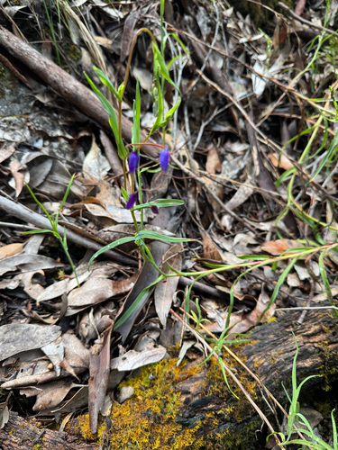 Stypandra glauca observed 2026-10-26