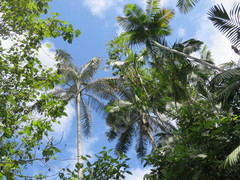 Ceroxylon echinulatum