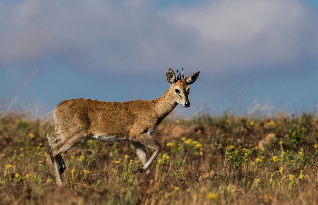 Sylvicapra grimmia orbicularis, Nyika National Park, Malawi, by Bart Wursten