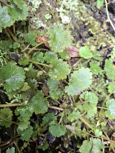 Gunnera observed 2026-10-26