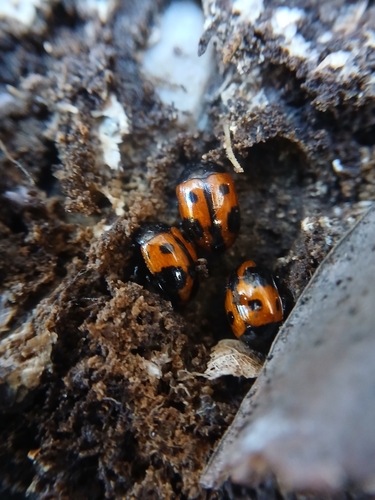 Diaperis maculata, 2026-10-25