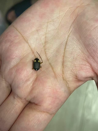 雙斑青步甲