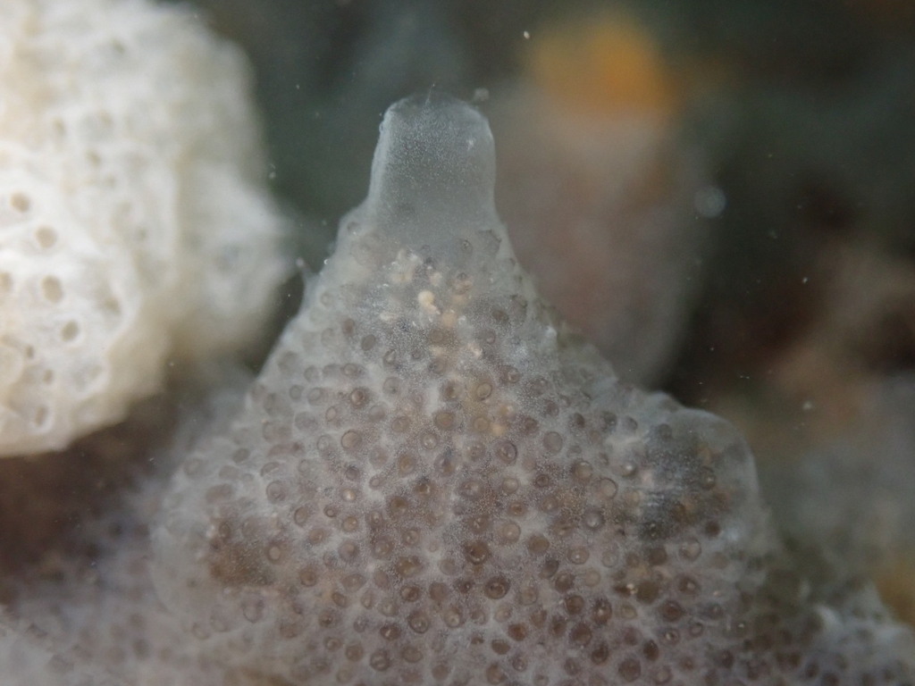 Gray encrusting compound tunicate