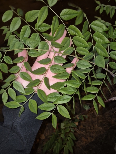 Gymnocladus dioicus, 2026-10-25