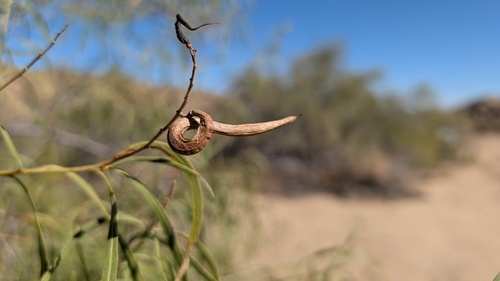 desert willow