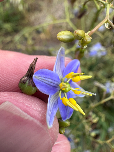 Dianella longifolia observed 2026-10-26