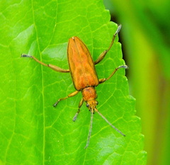 Donacia bicolora
