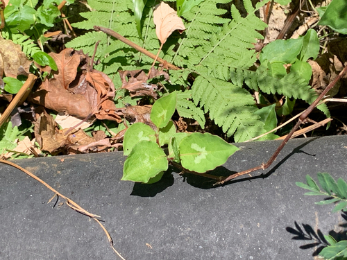 Persicaria chinensis observed 2026-10-25
