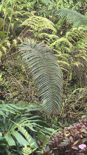 Sadleria cyatheoides observed 2026-10-25