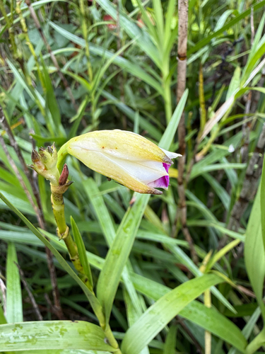 Arundina graminifolia observed 2026-10-24