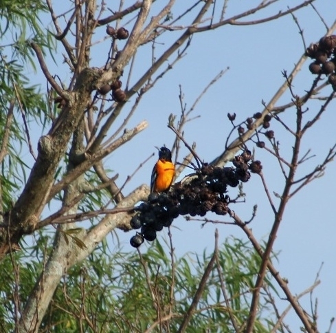 Icterus galbula observed 2026-10-25