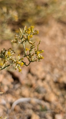 Sticky Snakeweed