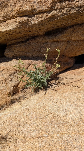 Desert Tobacco