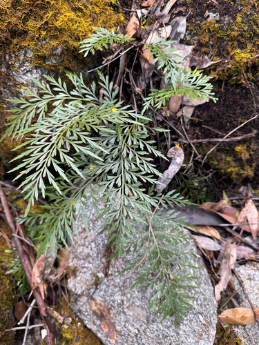 Asplenium aethiopicum observed 2026-10-26
