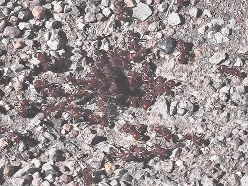 Hormiga Cosechadora Roja