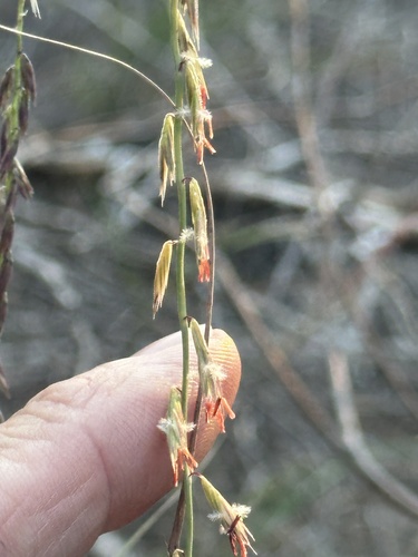 sideoats grama