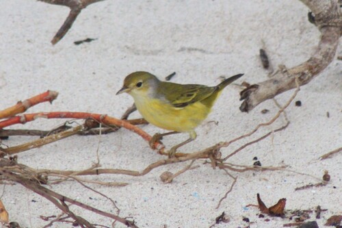 Galápagos Yellow Warbler