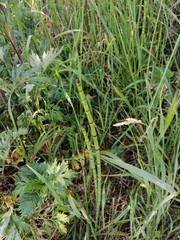 Equisetum × moorei