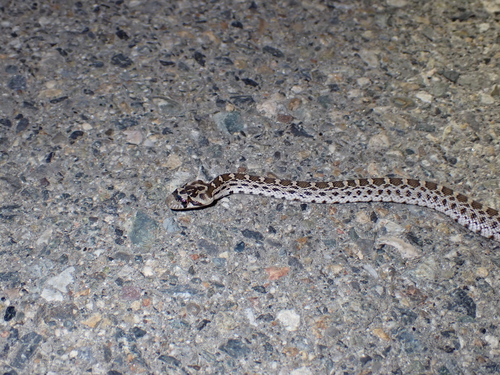 Gopher Snake