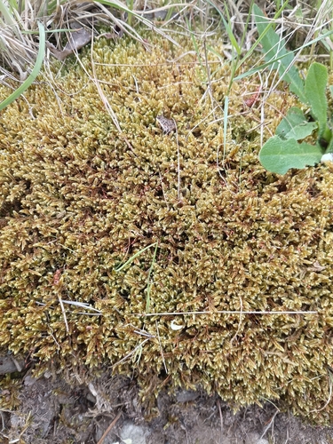 Hypnum cupressiforme observed 2026-10-26