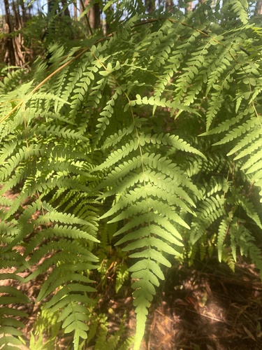 Histiopteris incisa observed 2026-10-26