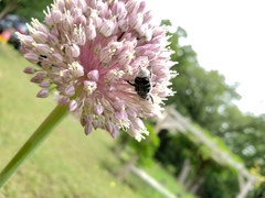 Trichiotinus texanus