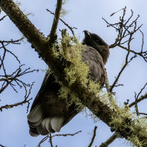 Buteo solitarius observed 2026-10-25