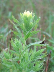 Castilleja wightii